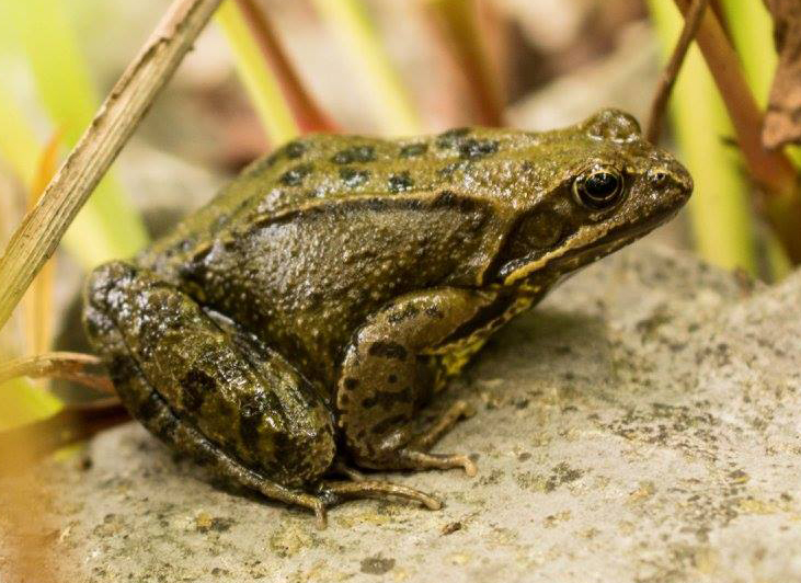 Frog on Stone